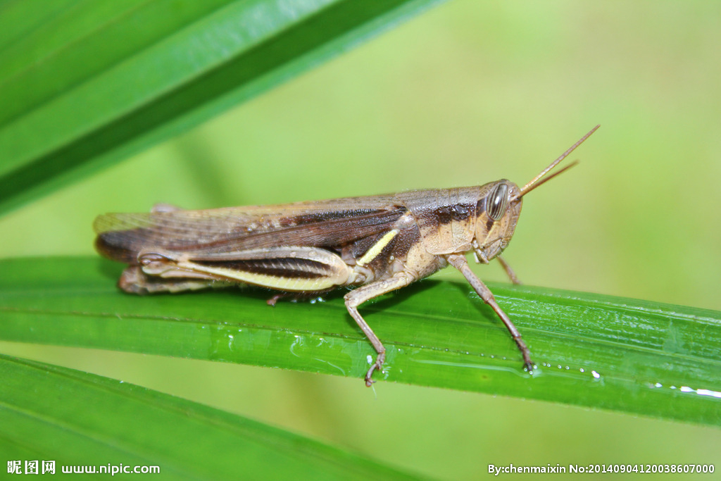 蚱蜢和蝗虫还有蚂蚱是一种动物吗 蚱蜢和蝗虫还有蚂蚱是一种动物吗