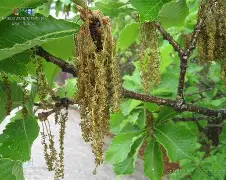 ??馛1??鱛|i凹?G7鄟?226竎'詝e?栎?蚩6犲|睻巅的简单介绍