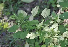 ??馛1??鱛|i凹?G7鄟?226竎'詝e?栎?蚩6犲|睻巅的简单介绍