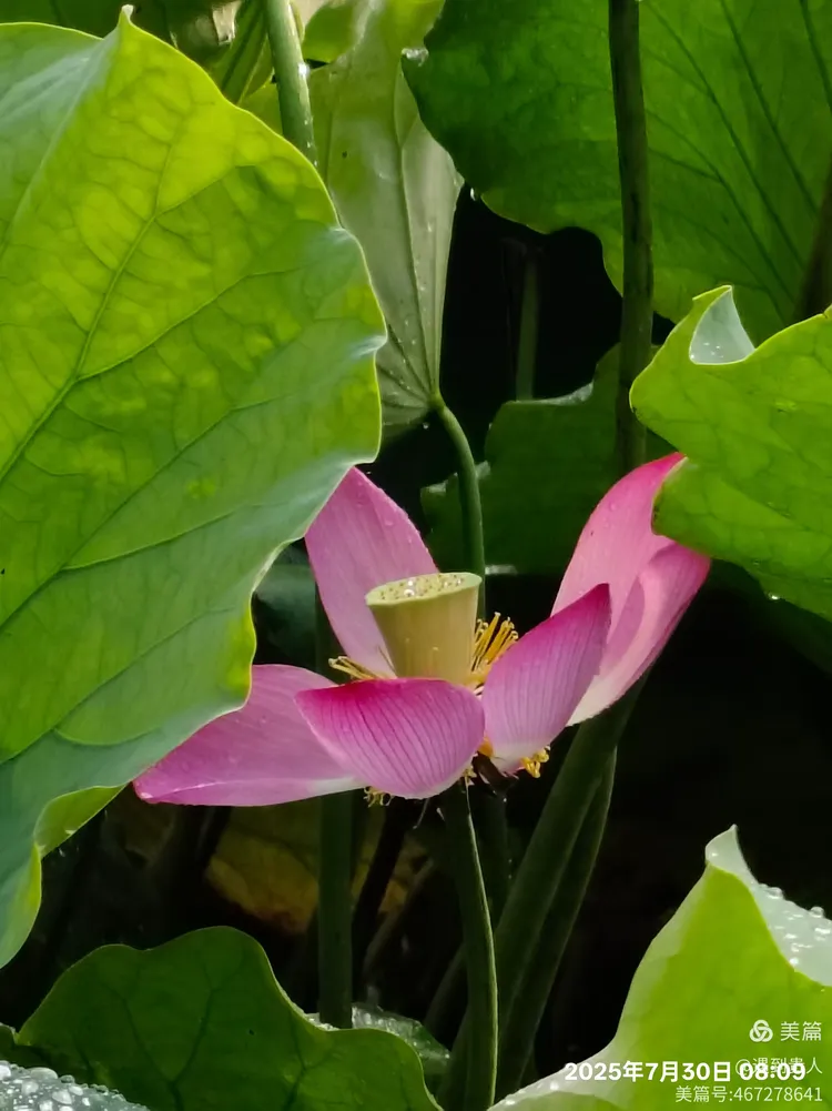Aづ?蠙菏7?